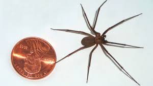 This is the belief behind the tradition of giving lucky money on the fifteen days of the lunar new year. The Brown Recluse Spider Its Reputation Is Worse Than Its Bite Howstuffworks