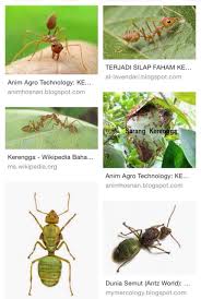 Racun serangga kutu thrips 1. 250ml Racun Anai Anai Racun Serangga Past Ban Shopee Malaysia