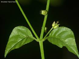 Image result for Cyathula