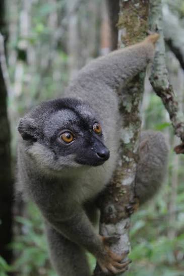 Primate Conservation and One Health in Madagascar | Research & Innovation