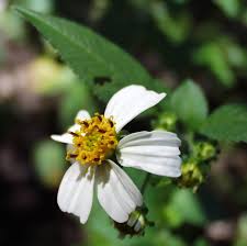 Image result for Bidens steppia