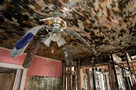 Cleaning the mold from basement walls with bleach bleach is a common ingredient in many mold and mildew cleaners. Beyond Bleach Mold Is A Long Term Problem After Flood And Disasters Scientific American