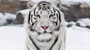 Watch the white tiger (2021) hindi from player 2 below. Pin On Beauty