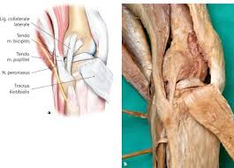 Other include patients' symptoms, activity grading, performance in a test, and clinical findings. Kinematik Und Angewandte Physiologie Und Pathophysiologie Der Ligamente Springerlink