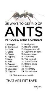 We want you to be confident in knowing your raid® ant & roach killer will kill on contact and keep killing for up to 4 weeks, so we 'd appreciate a chance to talk further. 37 Ants In House Ideas In 2021 Ants Ants In House Household Hacks