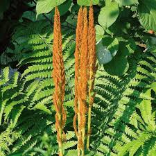 Image result for Osmunda