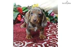 He is very lovable, very playful, and loves to be pet. Dachshund Mini Puppy For Sale Near Spokane Coeur D Alene Washington 9c54cf8c D191 Dachshund Puppies For Sale Dapple Dachshund Puppy Dapple Dachshund