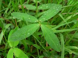 Image result for Arachis