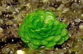 Image result for Genlisea