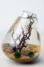 Marimo Terrarium Japanese Moss Ball Aquarium In Rolling Vase With Brown Sand Gold Marbles And Moss Ball Aquarium Japanese Moss Balls Marimo Terrarium