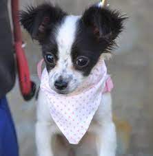 Amy (geb 24.10.2020) sucht aufgrund privater schicksalsschläge ein neues zuhause. Pin Auf Dogs