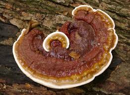 Image result for Ganoderma lucidum