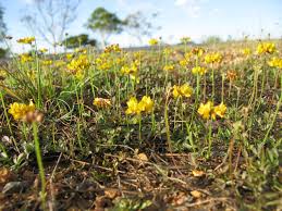 Image result for Lotononis bainesii