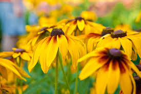 Image result for Rudbeckia hirta