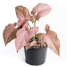 Image result for Syngonium podophyllum
