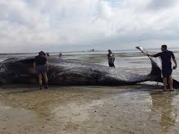 Being at a site formerly known as clay gully or parara, after a deep gully leading to its red clay coastal cliffs, the surveyed town of ardrossan was named. Whales Beached Near Ardrossan The Advertiser
