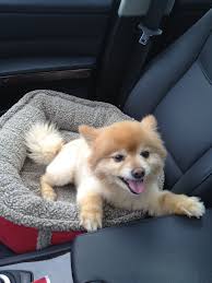 In His Car Seat Just Missing The Seat Belt Corgi Car Seats Pomeranian