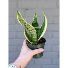 Image result for Tristachya superba