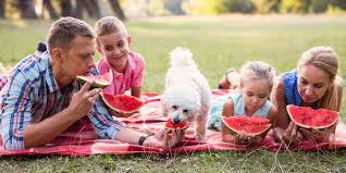 Everybody loves watermelon, even dogs. Can Dogs Eat Watermelon Is Watermelon Good Or Bad For Dogs