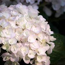 This mophead hydrangea cultivator is the first hydrangea variety that blooms on the previous year's branches as well as the new season's growth. Pin On Home Sweet Home