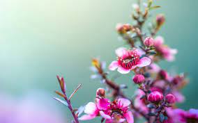 Cupcakes Hd Flower Wallpaper Flower Images Hd Flowers