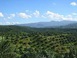 Credit ratings, research and analysis for the global capital markets. Palm Oil Production In Indonesia Wikipedia