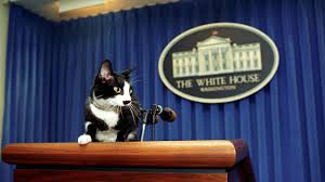 Feliz día de el gato♥. Dia Internacional Del Gato Por Que Se Celebra Tres Veces Al Ano Infobae
