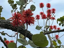 Image result for Erythrina abyssinica