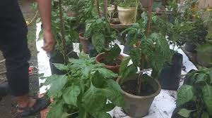 Banyak rungutan mereka yang tanam pokok cili ini, pokok tak subur, buah kecil dan sikit. How To Grow Capsicum L Penjagaan Anak Pokok Cili Paprika L Cili Benggala Youtube