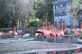 Sie liegt im geographischen zentrum des staates, nahe am fluss congaree und hatte 2016 rund 134.000 einwohner (schätzung des u.s. 52 Saturdays Week 8 Riverbanks Zoo In Columbia Sc