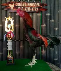 Pertanyaan Lain Whatsapp 081347161773 Mari Berkawan Cek Dan Follow Saya Kita Berbagi Info Tentang Hobby Ayam Masalah Breeding Jen Hewan Hiasan Ayam
