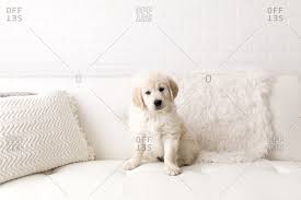 Why buy a golden retriever puppy for sale if you can adopt and save a life? White Golden Retriever Stock Photos Offset