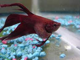 Fish guide for siamese fighting fish, betta splendens, betta profile with fish pictures, description and information, betta fish care, diet, habitat and fish diseases, tank mates and keeping the labyrinth fish. Betta With Severely Swollen Abdomen Fish Care