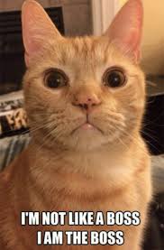 30 Funny Work Memes For Any Office Situation Best Life