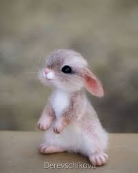So Adorable In 2020 Cute Wild Animals Cute Little Animals Fluffy Animals
