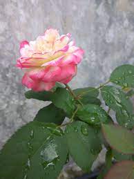 Langkah awal yang wajib diambil merupakan menggambar suatu gambar dengan membuat dan jangan lupa untuk membuat gambar daun bunga tulip dengan wujud runcing. Bunga Yg Sangat Cantik Steemit