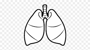 Lungs, respiratory system, organ, image information used with permission author : Free Human Heart And Lungs Coloring Pages Free Human Heart And Lungs Coloring Pages Free Transparent Png Clipart Images Download