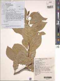 Image result for Turraea mombassana