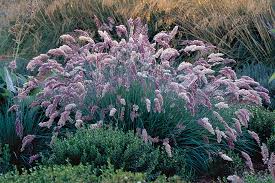 We did not find results for: 9 New And Unusual Ornamental Grasses