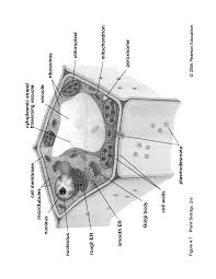 Use features like bookmarks, note taking and highlighting while reading hole's human anatomy & physiology. Figure Of Plant Cell Anatomy Bz 120 Docsity