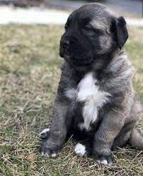 karabas kangal yavrusu fiyatlari kangal kopegi hayvan yavrusu kopek turleri