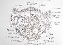 Describe The Internal Structure Of The Leaflet Of Cycas And List Out The Xerophytic Adaptations Seen In It