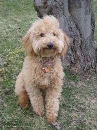 Dog Smile So Perfect Petitedoodles Info Goldenbellekennels Goldendoodle Goldendoodles Mini Petite Do Goldendoodle Goldendoodle Puppy Smiling Dogs