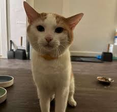 Kittens and Cats in Martins Ferry, OH