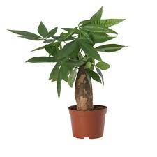Check spelling or type a new query. Abana Homes Pachira Aquatica Bonsai Live Plants Money Tree Good Luck Bonsai Plant With Pot Amazon In Garden Outdoors