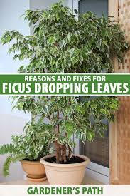 Image result for F kus Ficus