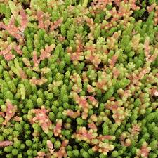 Image result for Sedum ruwenzoriense