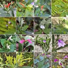 Image result for Dicliptera minor