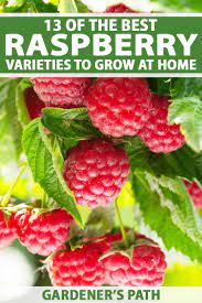 Check out our thornless raspberry selection for the very best in unique or custom, handmade pieces from our товары для рукоделия shops. The Top 13 Raspberry Varieties To Grow In Zones 3 9 Gardener S Path