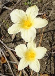 Image result for Coccinia adoensis